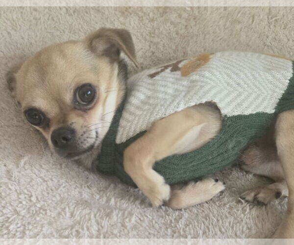 Medium Photo #4 Chihuahua Puppy For Sale in Miami, FL, USA