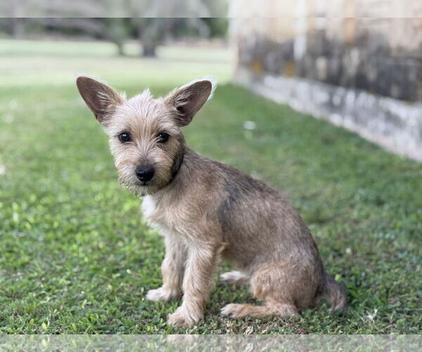 Medium Photo #5 Mutt Puppy For Sale in PIPE CREEK, TX, USA