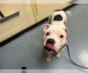 Bullypit Dogs for adoption in Denver, CO, USA