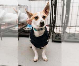 Jack Chi Dogs for adoption in Visalia, CA, USA