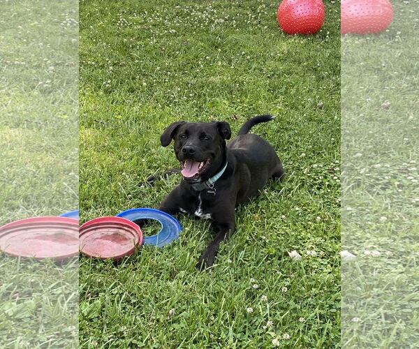 Medium Photo #3 Labrador Retriever-Unknown Mix Puppy For Sale in Hillsboro, MO, USA