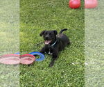 Small #2 Labrador Retriever Mix
