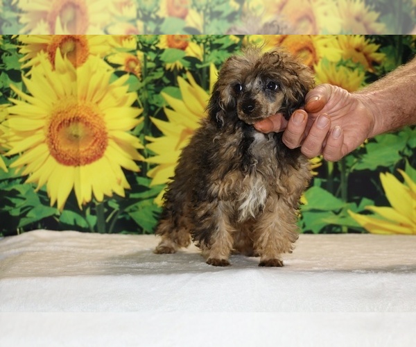 Medium Photo #39 Poodle (Toy) Puppy For Sale in DYERSBURG, TN, USA