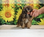 Marbles - Male Poodle (Toy) Puppy for Sale - Photo #39