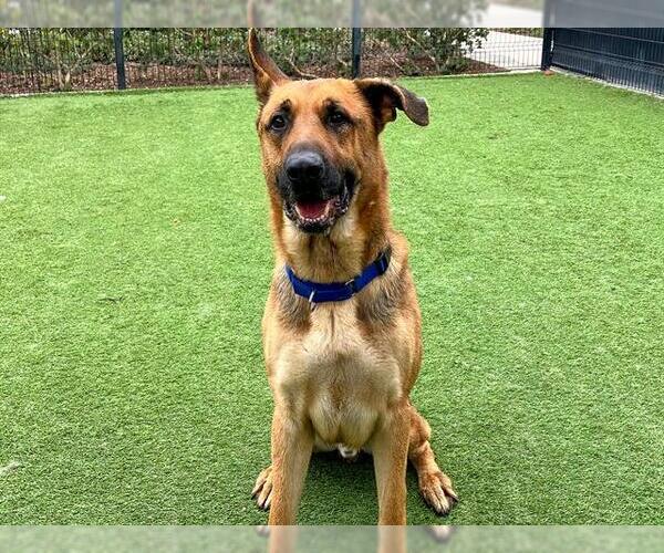 Medium Photo #3 German Shepherd Dog-Unknown Mix Puppy For Sale in Orange, CA, USA