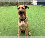Small #2 German Shepherd Dog Mix