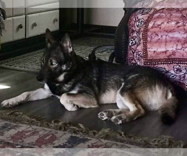 Medium Photo #4 Siberian Husky Puppy For Sale in Cedar Crest, NM, USA