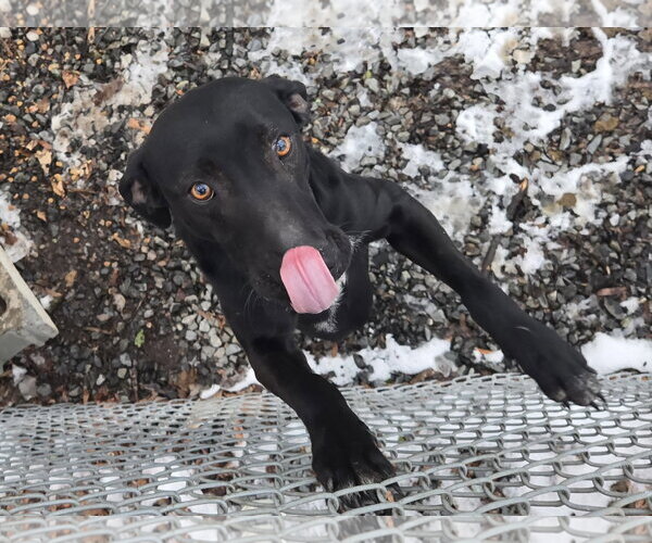 Medium Photo #1 Labrador Retriever-Unknown Mix Puppy For Sale in Albemarle, NC, USA