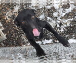 Stubbs - Male Labrador Retriever-Unknown Mix Dog for Adoption - Small photo