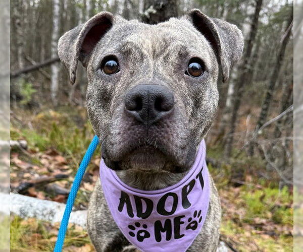 Medium Photo #1 American Pit Bull Terrier-Unknown Mix Puppy For Sale in Anchorage, AK, USA