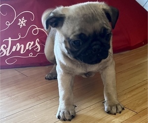Pug Puppy for Sale in MOSELLE, Mississippi USA