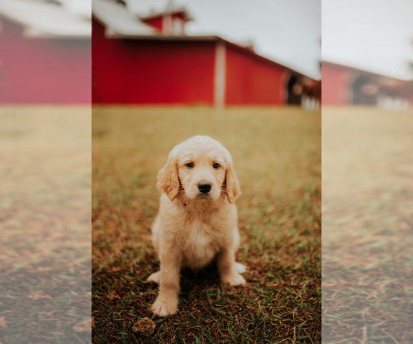 Medium Photo #2 Goldendoodle Puppy For Sale in ABBEVILLE, SC, USA