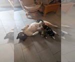 Small Photo #1 Akita Puppy For Sale in MOHRSVILLE, PA, USA