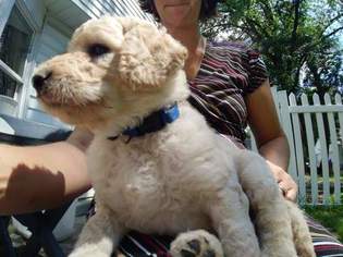 Goldendoodle Puppy for sale in ABINGTON, PA, USA