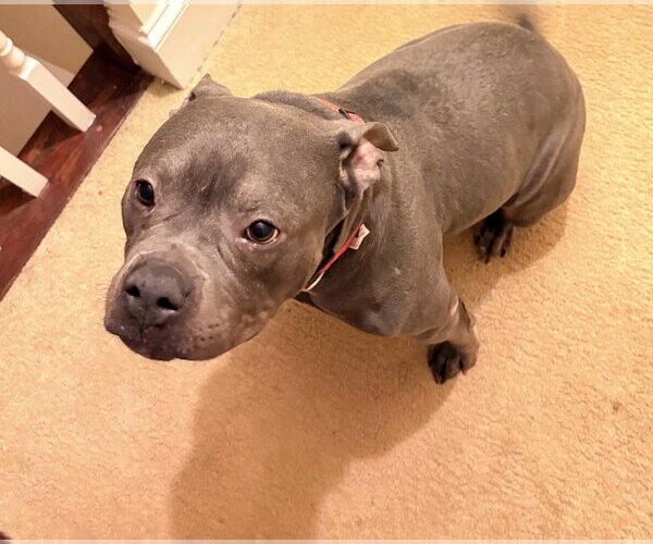 Medium Photo #6 American Pit Bull Terrier-Unknown Mix Puppy For Sale in Ball Ground, GA, USA
