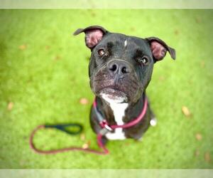 Mutt Dogs for adoption in Orlando, FL, USA