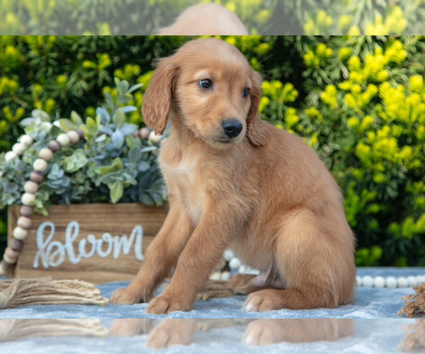 Medium Photo #3 Golden Retriever Puppy For Sale in HARLAN, IN, USA
