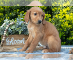 Small #2 Golden Retriever