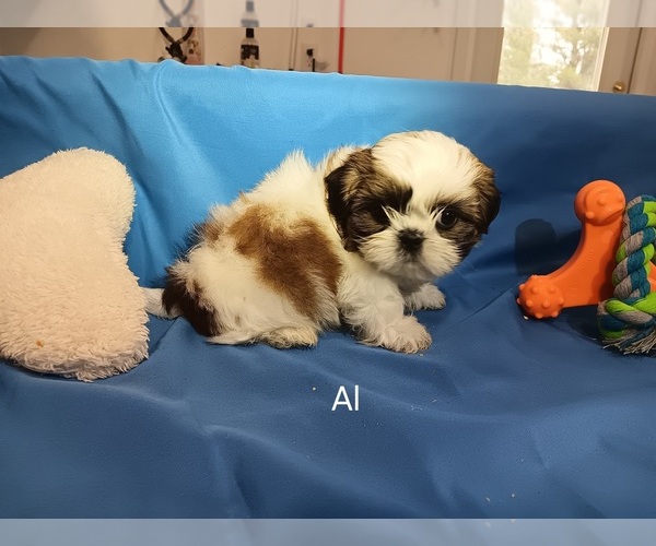 Medium Photo #1 Shih Tzu Puppy For Sale in CAMPBELL HILL, IL, USA