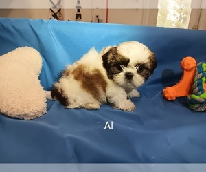 Medium Shih Tzu