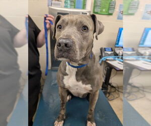 Staffordshire Bull Terrier Dogs for adoption in Mobile, AL, USA