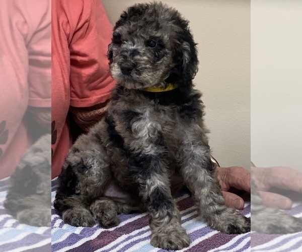 Medium Photo #3 Poodle (Standard) Puppy For Sale in DOOLIE, NC, USA