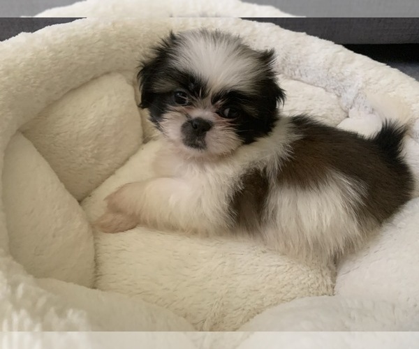 Medium Photo #2 Shih Tzu Puppy For Sale in DECATUR, GA, USA