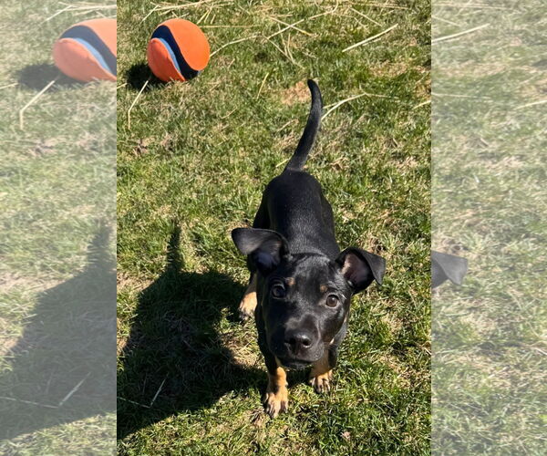 Medium Photo #5 German Pinscher-Unknown Mix Puppy For Sale in Germantown, OH, USA