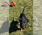Small #4 German Pinscher Mix