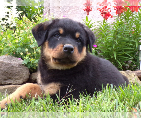 Medium Photo #2 Rottweiler Puppy For Sale in MILLERSBURG, OH, USA
