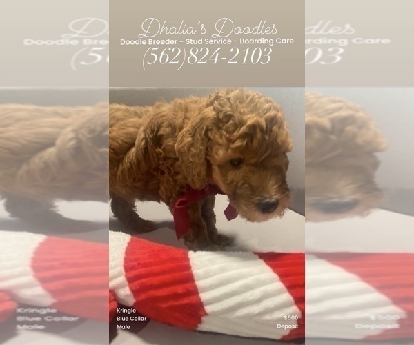 Medium Photo #20 Goldendoodle Puppy For Sale in BREA, CA, USA