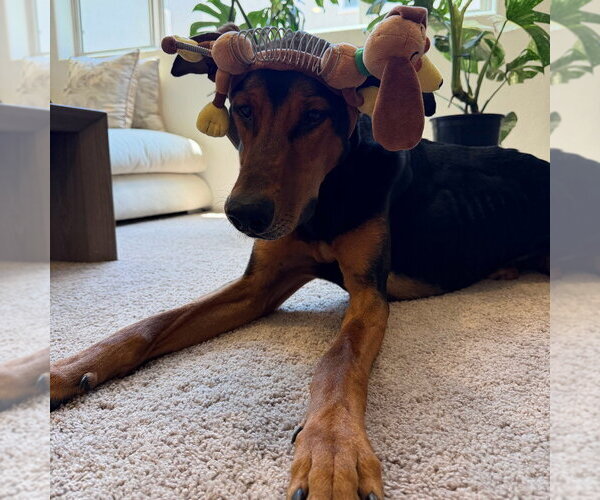 Medium Photo #1 Doberman Pinscher-Unknown Mix Puppy For Sale in Chandler, AZ, USA