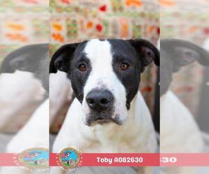 TOBY - Male American Bulldog Dog for Adoption - Photo #2