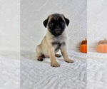 Small #4 Pug