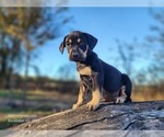 Small #5 Catahoula Leopard Dog