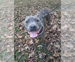 Small American Pit Bull Terrier Mix