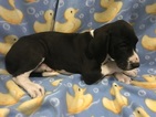 Small Photo #6 Great Dane Puppy For Sale in COPPERAS COVE, TX, USA
