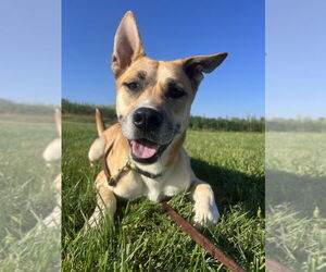Medium German Shepherd Dog Mix
