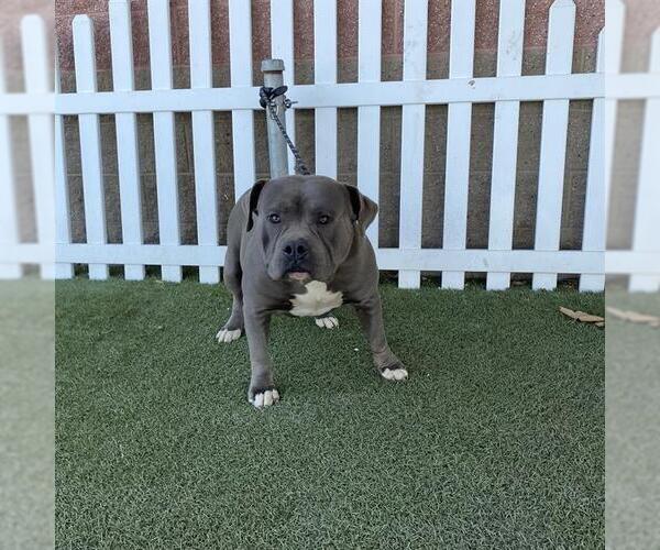 Medium Photo #1 Mutt Puppy For Sale in Modesto, CA, USA