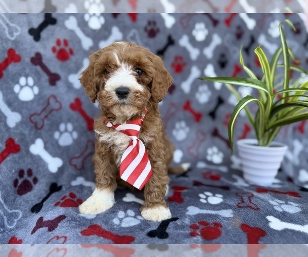Medium Photo #5 Cavapoo (Miniature) Puppy For Sale in LAKELAND, FL, USA