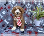 Small #4 Cavapoo (Miniature)