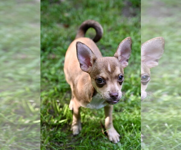 Medium Photo #3 Chihuahua-Unknown Mix Puppy For Sale in Wakefield, RI, USA