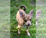 Small #2 Chihuahua Mix