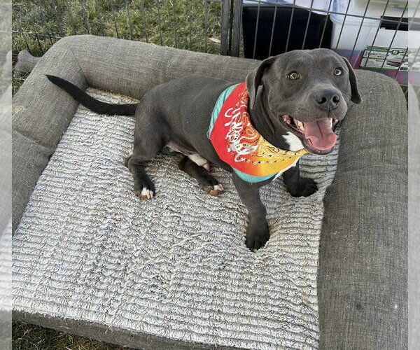 Medium Photo #1 Dachshund-Unknown Mix Puppy For Sale in El Centro, CA, USA