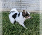 Small Photo #3 Papillon Puppy For Sale in FREDERICKSBURG, OH, USA