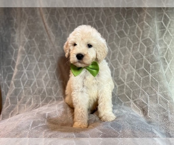 Medium Photo #8 Poodle (Standard) Puppy For Sale in LAKELAND, FL, USA
