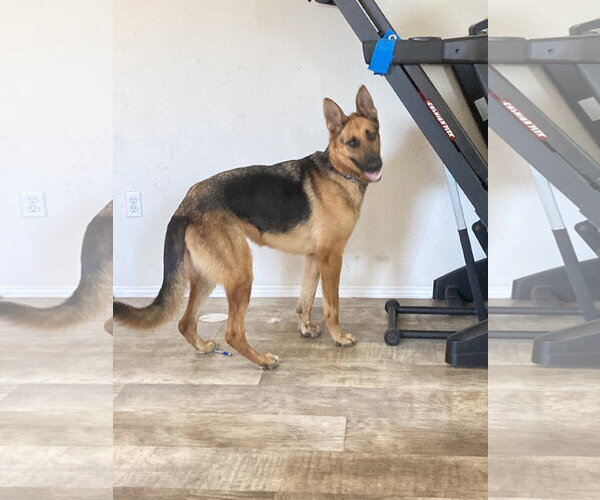Medium Photo #9 German Shepherd Dog Puppy For Sale in San Diego, CA, USA