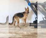 Small #8 German Shepherd Dog