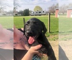 Puppy 2 Labrador Retriever