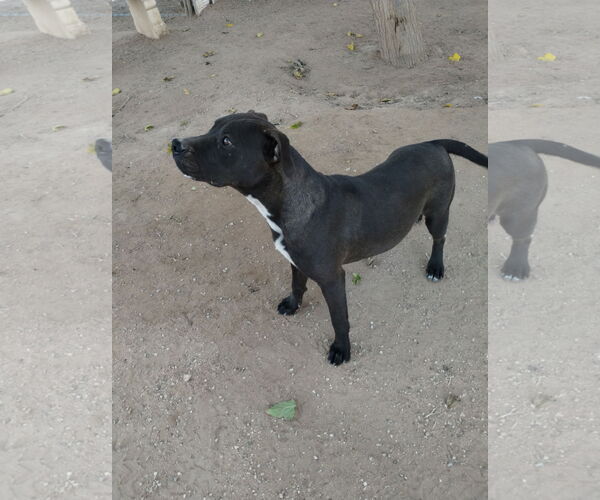 Medium Photo #4 Labrador Retriever-Staffordshire Bull Terrier Mix Puppy For Sale in Apple Valley, CA, USA
